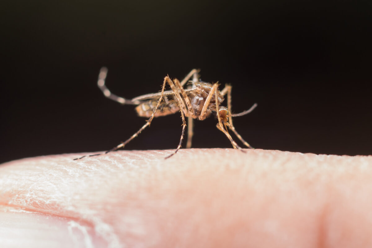 Lo que aprendimos y lo que falta saber sobre el Dengue